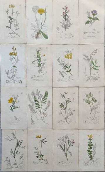 James Edward Smith / James Sowerby - Lot. of 16 sheets -