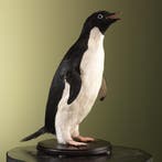 Adeliepinguïn Taxidermie Opgezette Dieren By Max, Verzamelen, Ophalen of Verzenden, Nieuw, Vogel, Opgezet dier