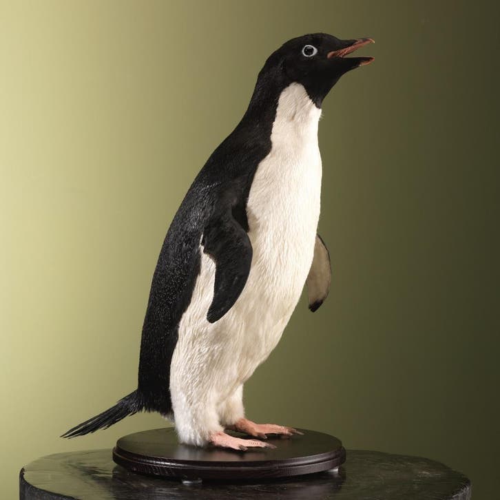 Adeliepinguïn Taxidermie Opgezette Dieren By Max, Verzamelen, Dierenverzamelingen, Opgezet dier, Nieuw, Vogel, Ophalen of Verzenden