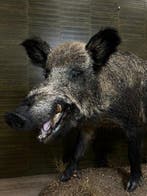 Wild zwijn Taxidermie volledige montage - Sus scrofa - 88 cm