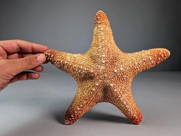 Grote Regenwoudzeester Taxidermie volledige montage -, Verzamelen, Nieuw