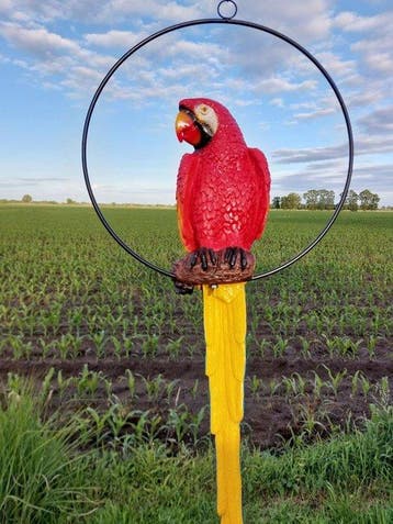 Beeld, life size colorful parrot in hoop - 68 cm - polyresin, Antiek en Kunst