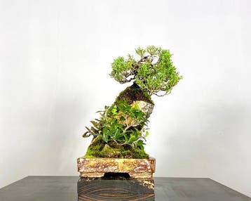 Jeneverbes bonsai (Juniperus) - Hoogte (boom): 30 cm -