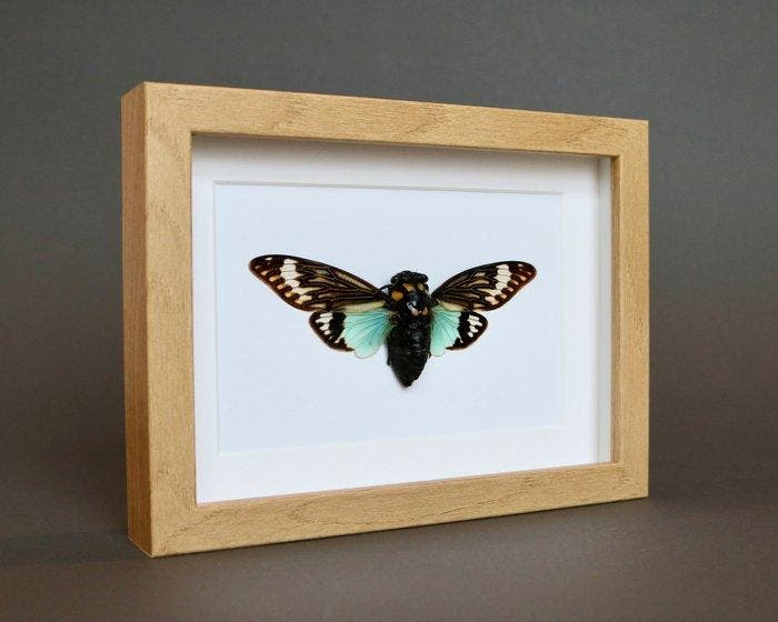 Insekt Taxidermie volledige montage - Cigale Tosena, Collections, Collections Animaux