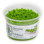 Tropica Spirodela polyrrhiza 1-2 grow, Dieren en Toebehoren, Verzenden, Nieuw