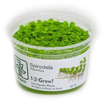 Tropica Spirodela polyrrhiza 1-2 grow, Dieren en Toebehoren, Verzenden, Nieuw
