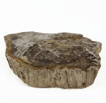 Versteend hout - Gefossiliseerd hout - Dipterocarpus - 27 cm