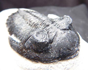 Fossiles - Squelette fossile - Hollardops mescoristata - 7.5, Collections