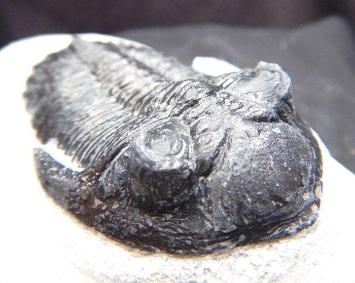 Fossiles - Squelette fossile - Hollardops mescoristata - 7.5, Collections, Minéraux & Fossiles