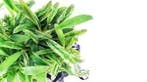 Anubias Glabra, Dieren en Toebehoren, Vissen | Aquaria en Toebehoren, Verzenden, Nieuw