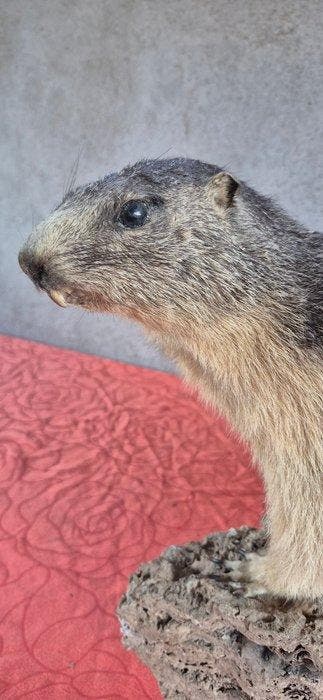 Marmot - Taxidermie wandmontage - Marmotta marmotta - grand