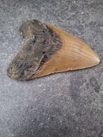 Megalodon - Fossiele tand - 11.7 cm - 8.8 cm