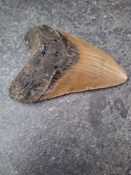 Megalodon - Fossiele tand - 11.7 cm - 8.8 cm, Verzamelen, Mineralen en Fossielen