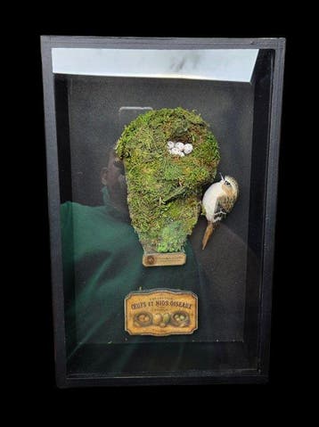 Rare- Exact Replica of the original nest and eggs and wood, Nieuw