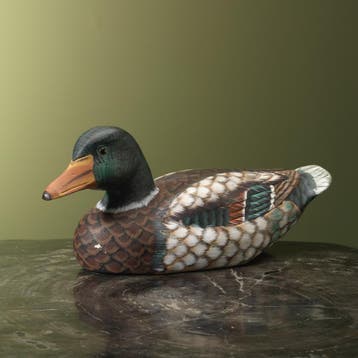 Lokeend Taxidermie Opgezette Dieren By Max, Ophalen of Verzenden, Nieuw, Wild dier, Opgezet dier