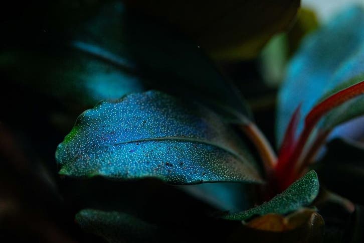 Tropica Bucephalandra Sordidula Blue - Pot, Dieren en Toebehoren, Vissen | Aquaria en Toebehoren, Nieuw, Verzenden