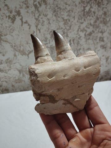 Mosasaurus - Gefossiliseerd dier - 10.5 cm - 11 cm, Verzamelen