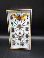 Cadre- XL - Insectes Réels - Bois, Verre, Nieuw