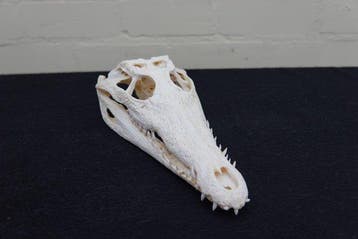 Nile Crocodile Schedel - Crocodylus niloticus (with Import, Nieuw