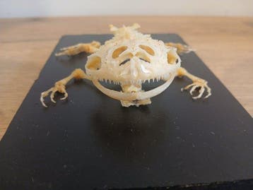 Budgetts kikker-skelet Skelet - Lepidobatrachus laevis -