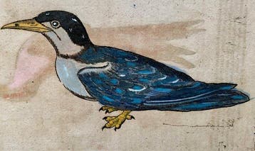 Conrad Gesner - Vogelbuch - 1617