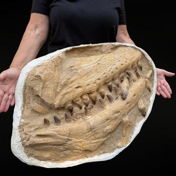 Mâchoire de Mosasaure Curry Prognathodon – Spécimen Naturel