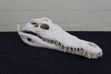 Nile Crocodile 36cm Schedel - Crocodylus niloticus (with, Collections