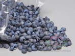 Umachi schelpen blauwe wassing blue washed blauw-grij, Nieuw