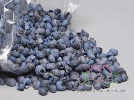 Umachi schelpen blauwe wassing blue washed blauw-grij, Hobby & Loisirs créatifs, Bricolage