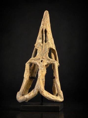 Mosasaurus - Fossiele schedel - 61.5 cm - 41 cm