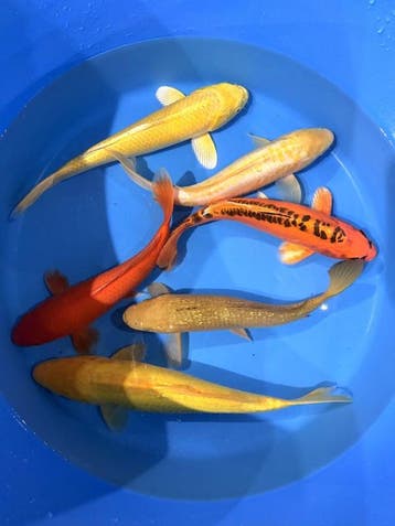 Hirasawa Marusei  32-37 cm (Japanse Koi), Ophalen of Verzenden, Nieuw