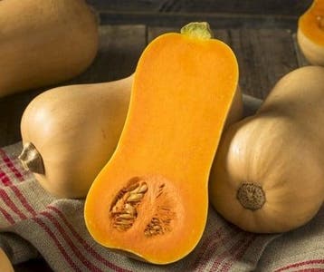 Butternut betternut 1744 f1 pmt aanrader hoge productie, Nieuw