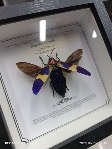 Insecte Support de corps entier pour taxidermie -