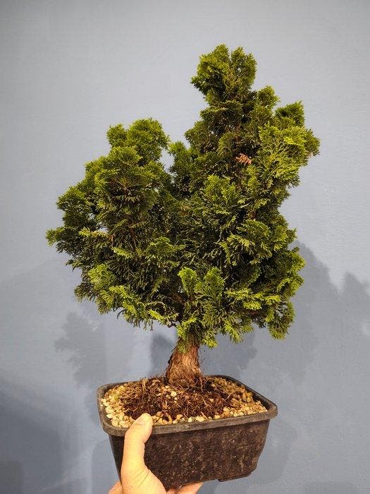 Hinoki cipres bonsai (Chamaecyparis obtusa) - Hoogte (boom):, Antiek en Kunst, Kunst | Designobjecten