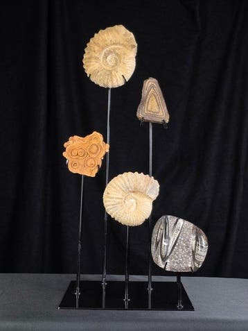 Gefossiliseerd dier - Five fossils on an elegant Metal Stand