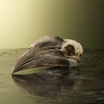 Neushoornvogel Schedel Taxidermie Opgezette Dieren By Max, Ophalen of Verzenden, Nieuw, Vogel, Opgezet dier