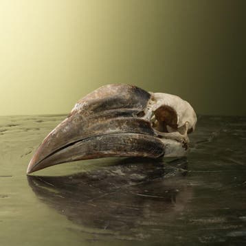 Neushoornvogel Schedel Taxidermie Opgezette Dieren By Max, Verzamelen, Ophalen of Verzenden, Nieuw, Vogel, Opgezet dier