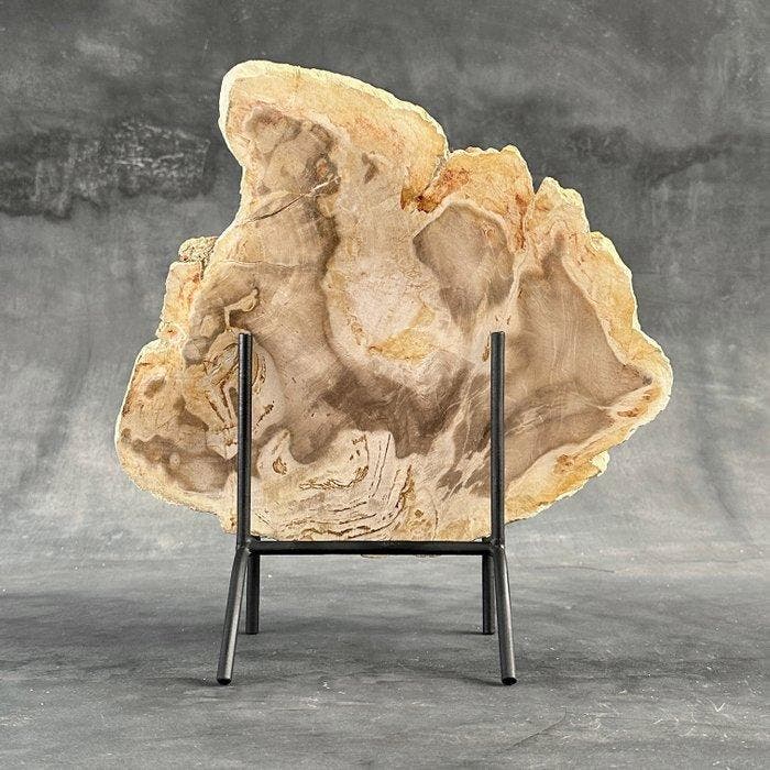 Prachtige plak versteend hout op een op maat gemaakte, Antiquités & Art, Art | Objets design