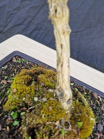Lonicera - Hoogte (boom): 31 cm - Diepte (boom): 23 cm -, Antiek en Kunst