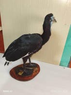 Calao terrestre Support de corps entier pour taxidermie -, Nieuw