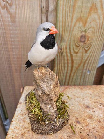 Spitsstaart amadine Taxidermie volledige montage - Poephila