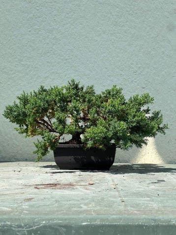 Jeneverbes bonsai (Juniperus) - Hoogte (boom): 18 cm -