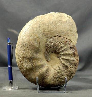 Grote en zeldzame Triasische ammoniet - Gefossiliseerd dier