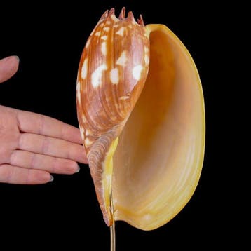 Fascinerend exemplaar van een Volutidae-schelp - Zeeschelp -