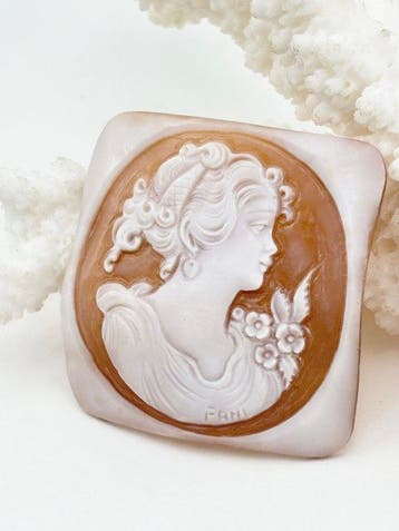 Cassis madagascariensis zonder reserveprijs - Cameo -