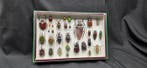 World multi Beetles ex French Mr Amédro Collection (39x26