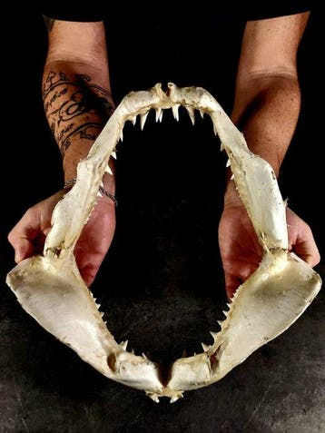 Indrukwekkende kaak van een makohaai Taxidermie volledige, Nieuw