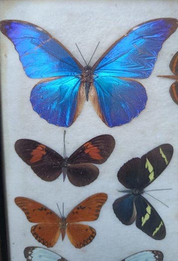 Vlinder Taxidermie volledige montage - Morpho, Caligo... -, Nieuw