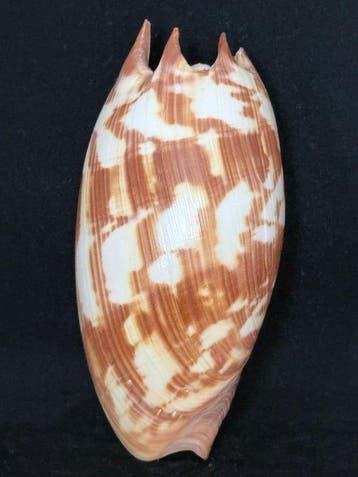 Zeeslak Zeeschelp - S-541 MELO AMPHORA (Zonder minimumprijs)
