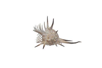 Zeldzame doornslak (Murex ternispina) 96 mm | Giant Size Top, Nieuw
